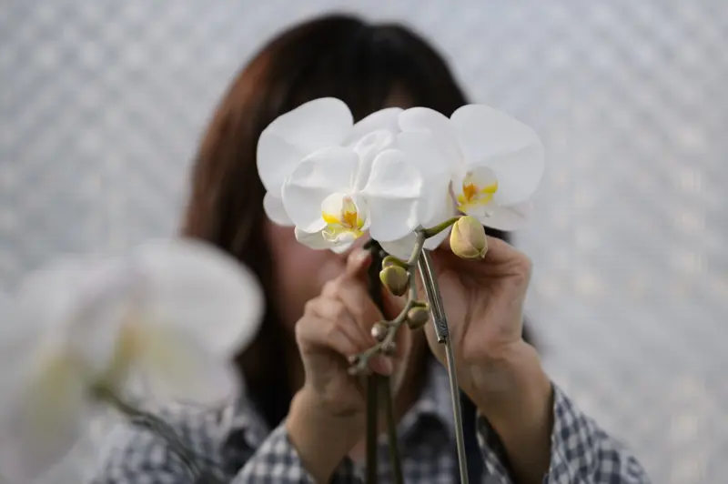 Orchid with woman in the background