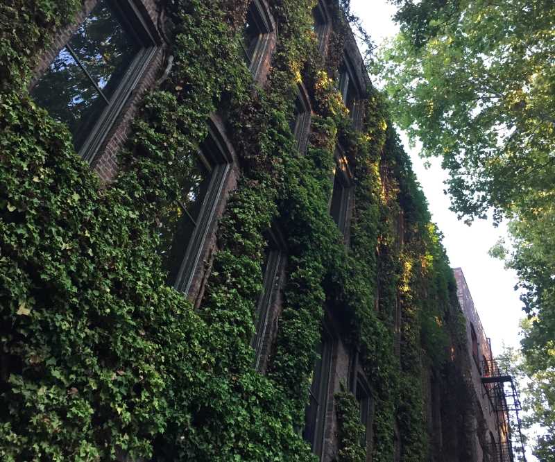 Plants covering building