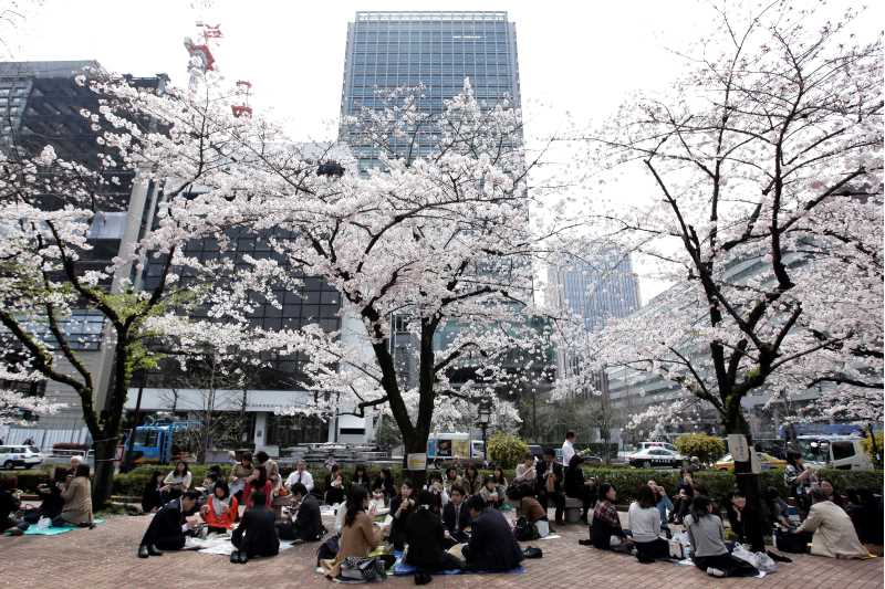 Cherry blossoms in bloom in a square in Japan with groups of people sitting and eating lunch beneath the trees 